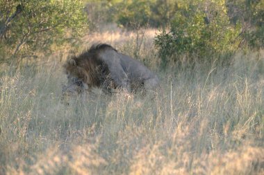 Kenya savanındaki aslan