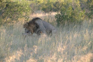 Güney Afrika 'daki Kruger Ulusal Parkı' ndaki çimlerde dinlenen erkek aslan..