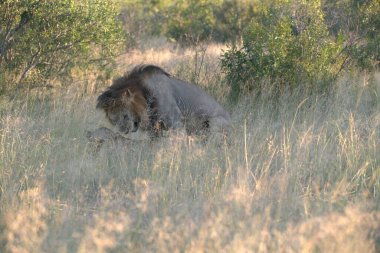 Kenya savanındaki aslan