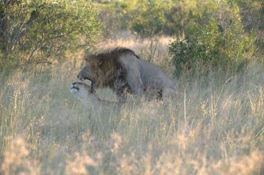 Arka planda Afrika savanındaki aslan.