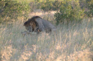 Afrika 'da aslan erkek.