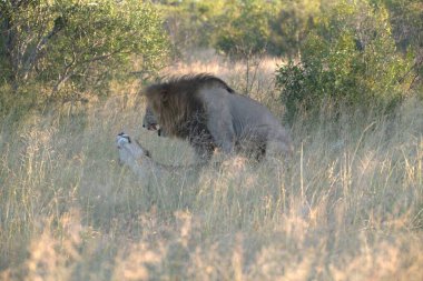 Güney Afrika 'daki Kruger Ulusal Parkı' nda aslan var.