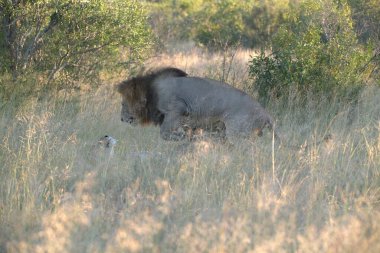 Etoşa Ulusal Parkı, Namibya 'da aslan