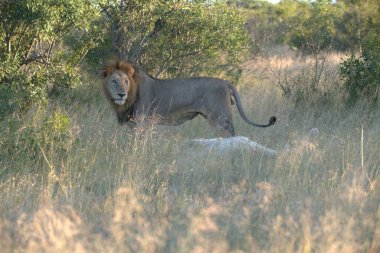 Aslanın ovasında dişi bir aslan.
