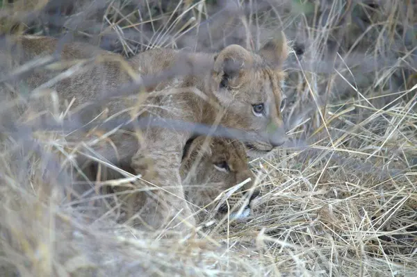 Kenya savanındaki aslan yavrusu
