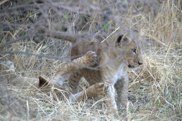 Afrika 'nın bozkırındaki aslan