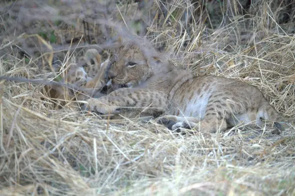 Hayvanat bahçesinde bir aslan