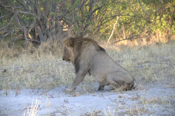 Afrika aslanı Kruger Ulusal Parkı, Güney Afrika.