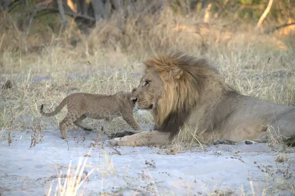 young lion cub in kruger national park in south africa.