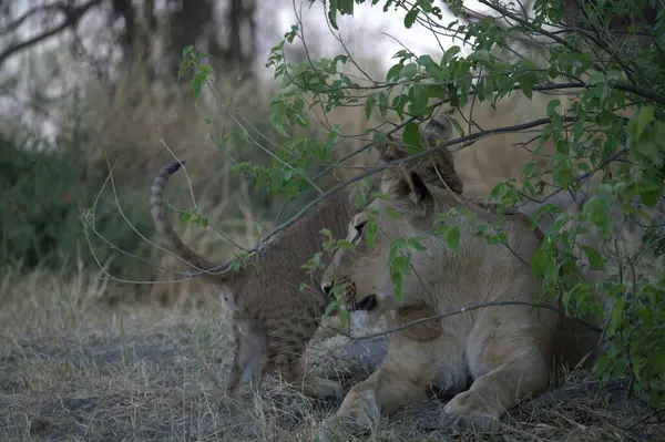 Hayvanat bahçesindeki genç aslanlar