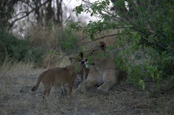 Afrika Kruger Ulusal Parkı 'ndaki aslanlar.