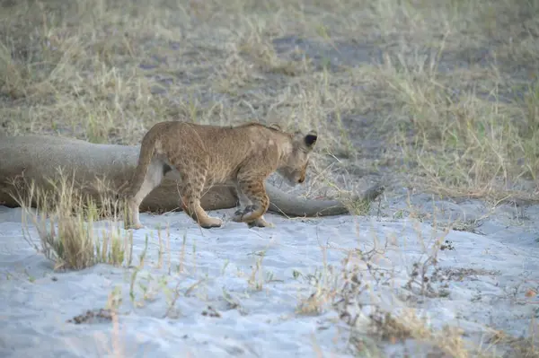 Namibya 'daki Etosha Milli Parkı' nda Aslan