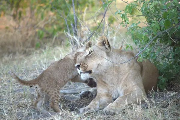 Vahşi doğada oynayan aslanlar