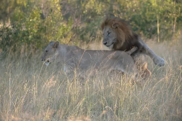 Kenya savanındaki aslan