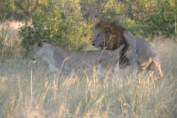 Kenya savanındaki aslan ve aslan