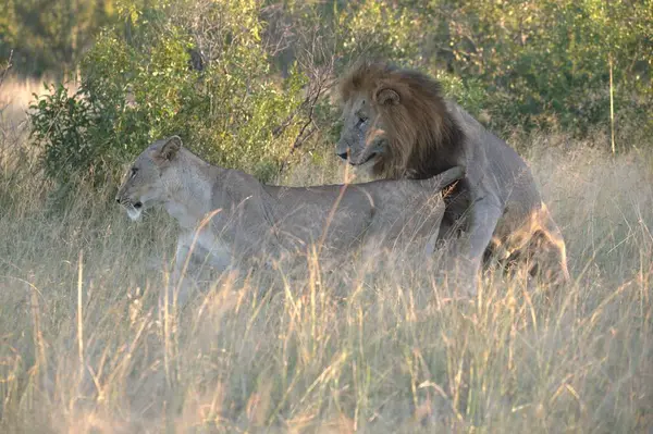 Kenya savanındaki aslan