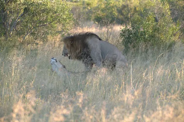 Güney Afrika 'daki Kruger Ulusal Parkı' nda aslan var.