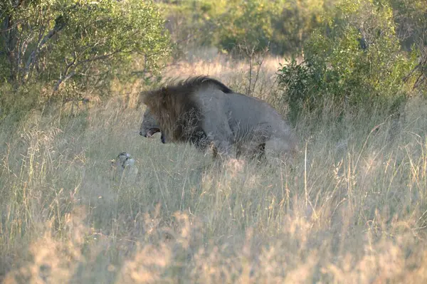 Savannah Kenya aslan