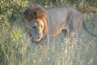 Afrika savanındaki aslan, Kenya