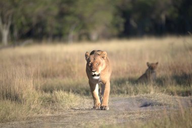 Güney Afrika 'daki Kruger Ulusal Parkı' nda Aslan