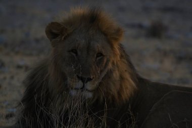 Kenya savanındaki aslan