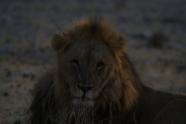 Kenya savanındaki aslan