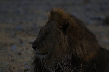 Afrika 'nın güneyindeki Kruger parkında aslan var.