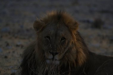 Güney Afrika 'daki Kruger Ulusal Parkı' nda Aslan