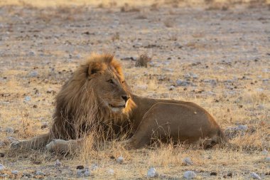 Namibya bozkırında bir aslan