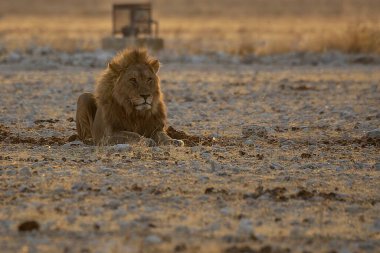 Bir erkek aslan bozkırda