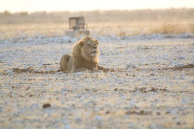 Afrika savanındaki beyaz Afrika aslanı.