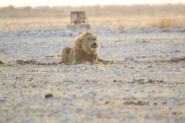 Beyaz aslan karda yürüyor.