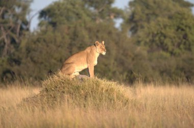 Afrika 'nın vahşi çitası