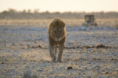Kuru bir tarlada duran güzel bir aslan görüntüsü.