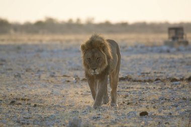 Namibya 'da Etoşa' da aslan