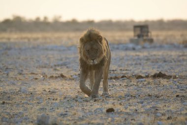 Kuru topraklarda yürüyen bir aslan.