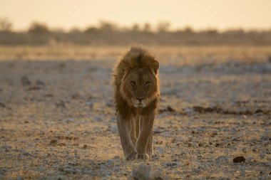 Aslan kuru zeminde duruyor.