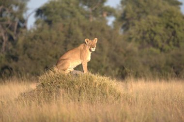 Kenya savanındaki aslan