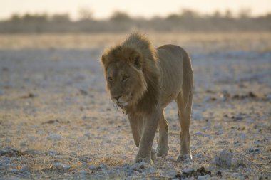 Bir erkek aslanın savanadaki güzel görüntüsü.