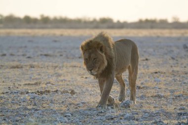 Afrika 'nın bozkırındaki aslan