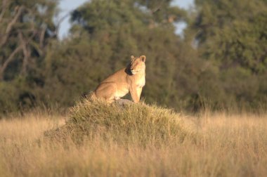 Kenya savanındaki aslan