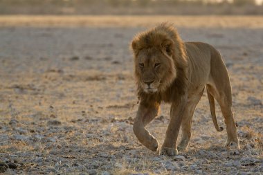 Kenya savanındaki aslan