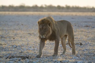 Afrika savanındaki aslan, Panthera Leo, Namibya.