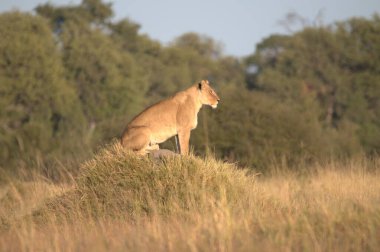 Vahşi doğada güzel bir dişi aslan.