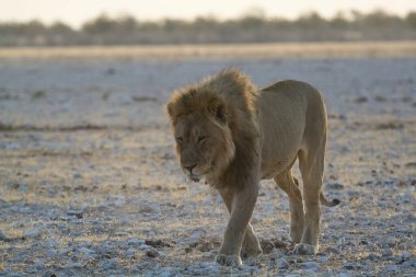 Karda yürüyen aslan.