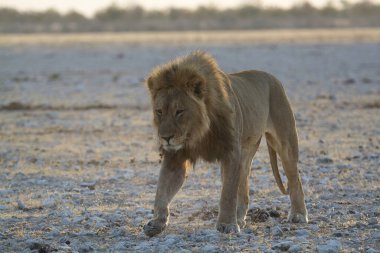 Etoşa Ulusal Parkı, Namibya, Afrika 'da güzel bir Afrika aslanı (panthera leo)