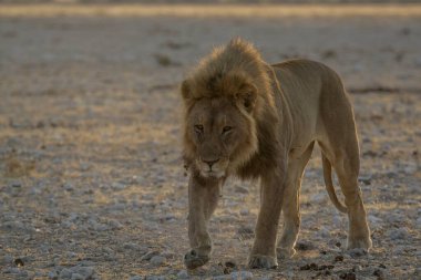 Çölde bir erkek aslan.