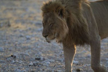 Kuru zeminde yürüyen Afrikalı bir erkeğin güzel bir fotoğrafı.