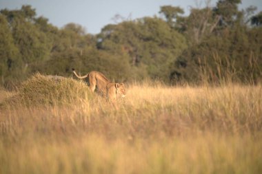 Aslan çimenlerde yürüyor. yüksek kaliteli fotoğraf