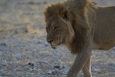 Güzel bir Afrika aslanı bozkırda